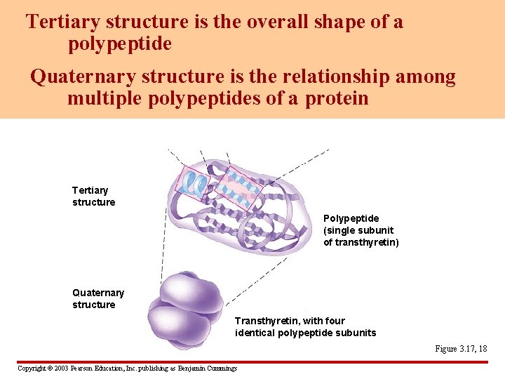 Tertiary structure is the overall shape of a polypeptide Quaternary structure is the relationship