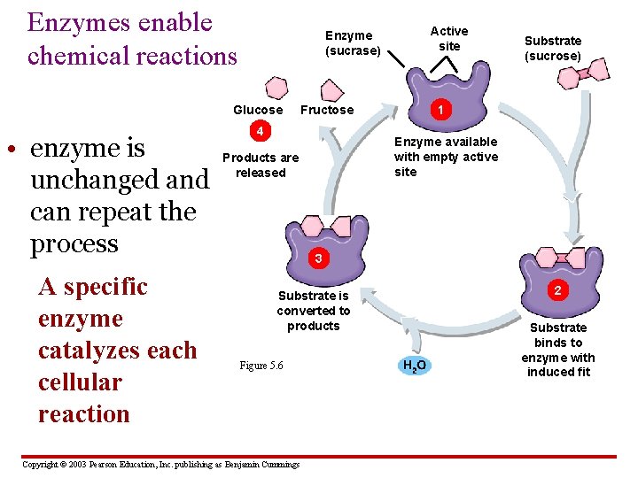 Enzymes enable chemical reactions Enzyme (sucrase) Glucose • enzyme is unchanged and can repeat