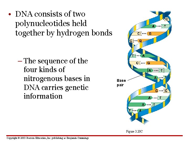  • DNA consists of two polynucleotides held together by hydrogen bonds – The