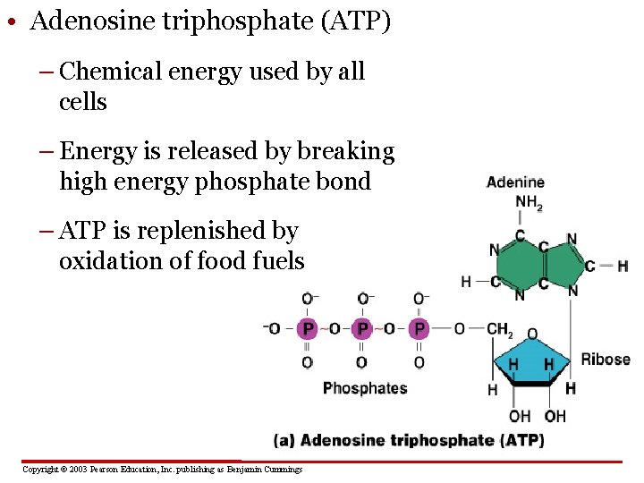  • Adenosine triphosphate (ATP) – Chemical energy used by all cells – Energy