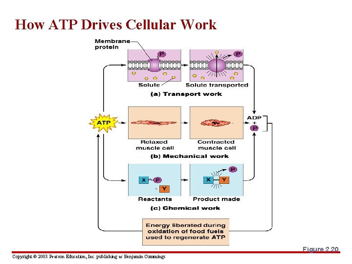 How ATP Drives Cellular Work Figure 2. 20 Copyright © 2003 Pearson Education, Inc.