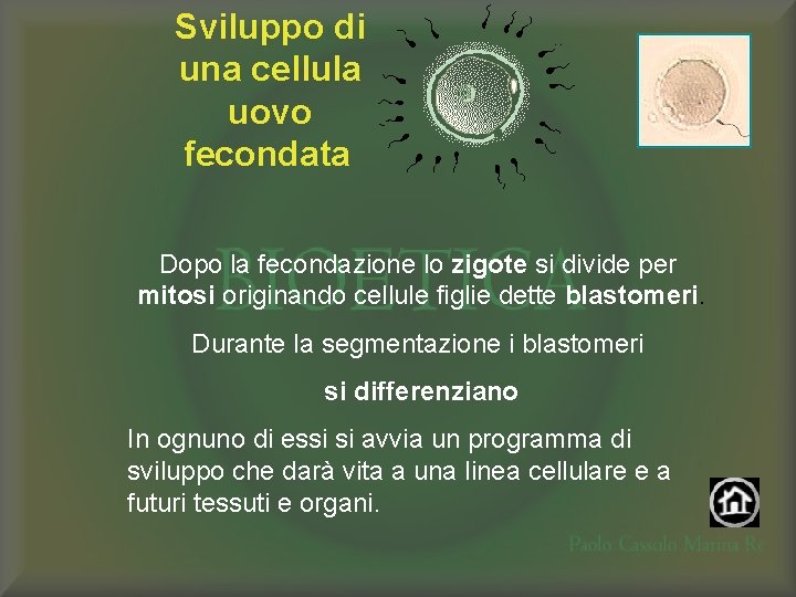 Sviluppo di una cellula uovo fecondata Dopo la fecondazione lo zigote si divide per