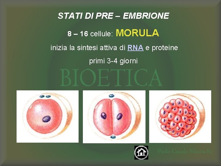 STATI DI PRE – EMBRIONE 8 – 16 cellule: MORULA inizia la sintesi attiva
