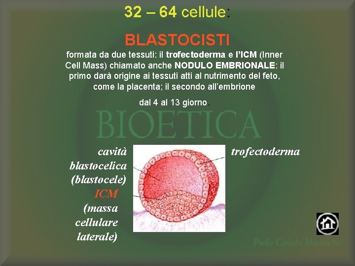 32 – 64 cellule: BLASTOCISTI formata da due tessuti: il trofectoderma e l’ICM (Inner