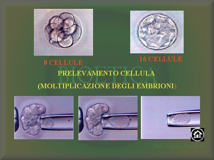 16 CELLULE 8 CELLULE PRELEVAMENTO CELLULA (MOLTIPLICAZIONE DEGLI EMBRIONI) 