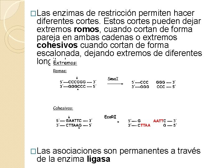 �Las enzimas de restricción permiten hacer diferentes cortes. Estos cortes pueden dejar extremos romos,