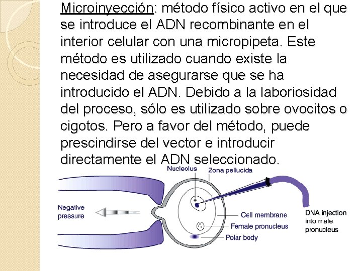 Microinyección: método físico activo en el que se introduce el ADN recombinante en el