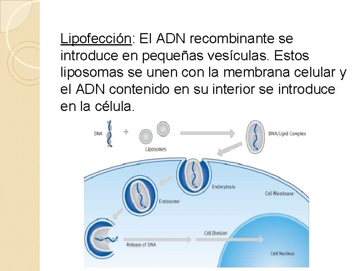 Lipofección: El ADN recombinante se introduce en pequeñas vesículas. Estos liposomas se unen con