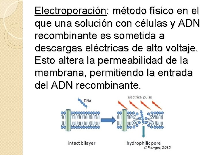 Electroporación: método físico en el que una solución con células y ADN recombinante es