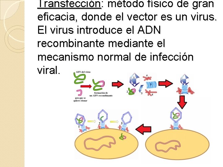 Transfección: método físico de gran eficacia, donde el vector es un virus. El virus