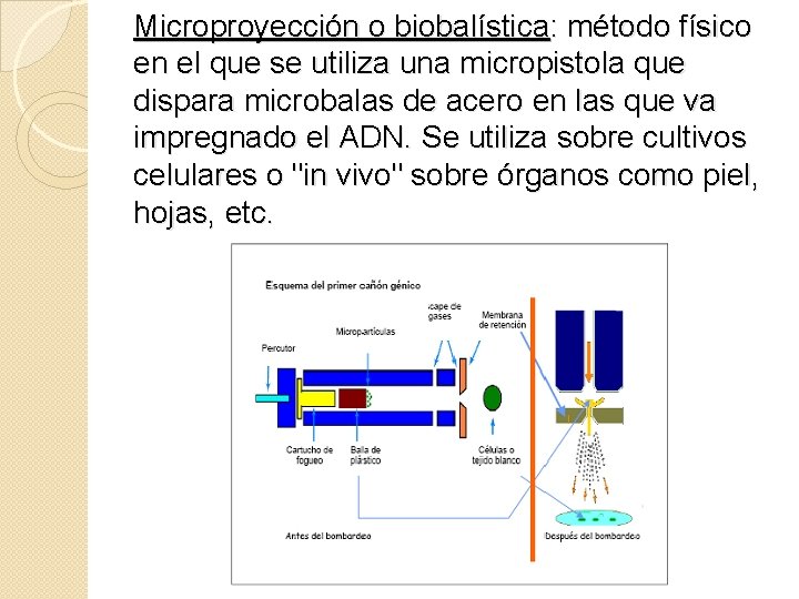 Microproyección o biobalística: método físico en el que se utiliza una micropistola que dispara