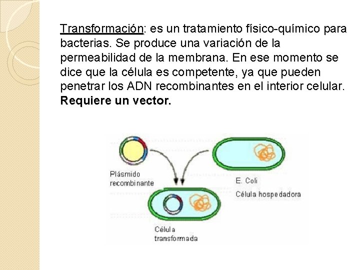 Transformación: es un tratamiento físico-químico para bacterias. Se produce una variación de la permeabilidad