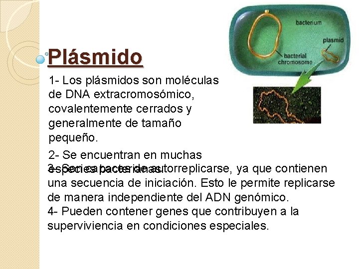 Plásmido 1 - Los plásmidos son moléculas de DNA extracromosómico, covalentemente cerrados y generalmente