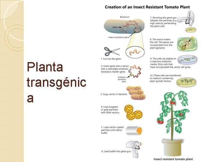 Planta transgénic a 