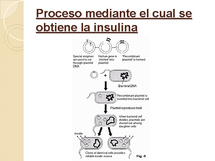 Proceso mediante el cual se obtiene la insulina 