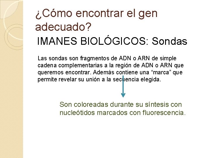 ¿Cómo encontrar el gen adecuado? IMANES BIOLÓGICOS: Sondas Las sondas son fragmentos de ADN