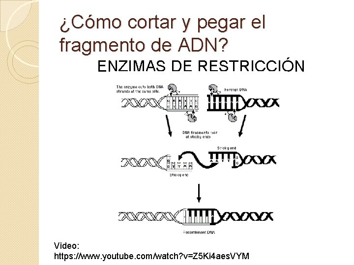 ¿Cómo cortar y pegar el fragmento de ADN? ENZIMAS DE RESTRICCIÓN Video: https: //www.