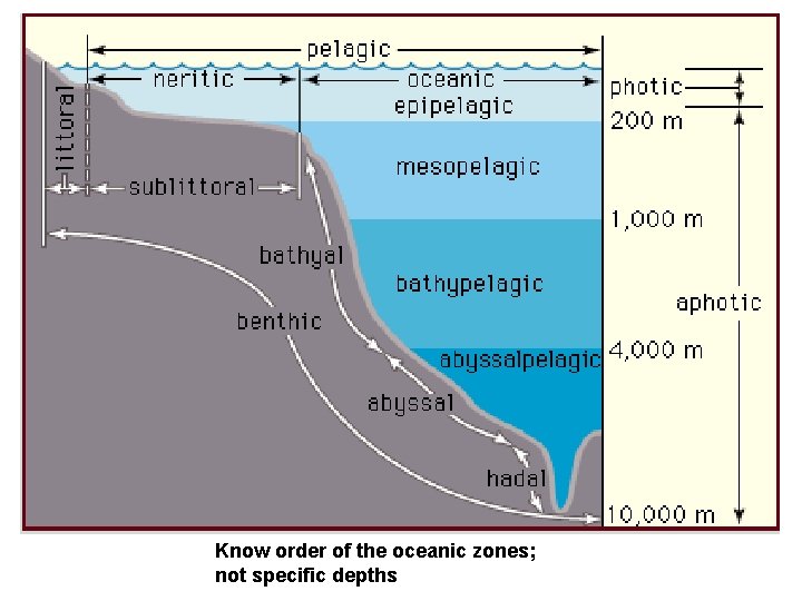 Ocean Zones Know order of the oceanic zones; not specific depths 