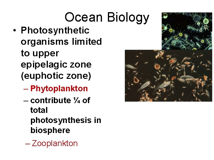 Ocean Biology • Photosynthetic organisms limited to upper epipelagic zone (euphotic zone) – Phytoplankton