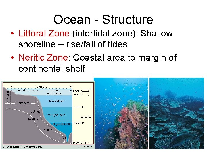 Ocean - Structure • Littoral Zone (intertidal zone): Shallow shoreline – rise/fall of tides