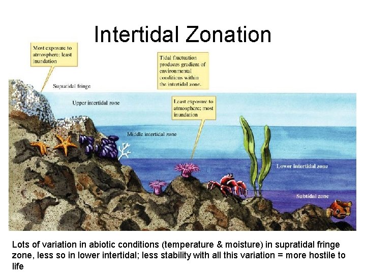Intertidal Zonation Lots of variation in abiotic conditions (temperature & moisture) in supratidal fringe