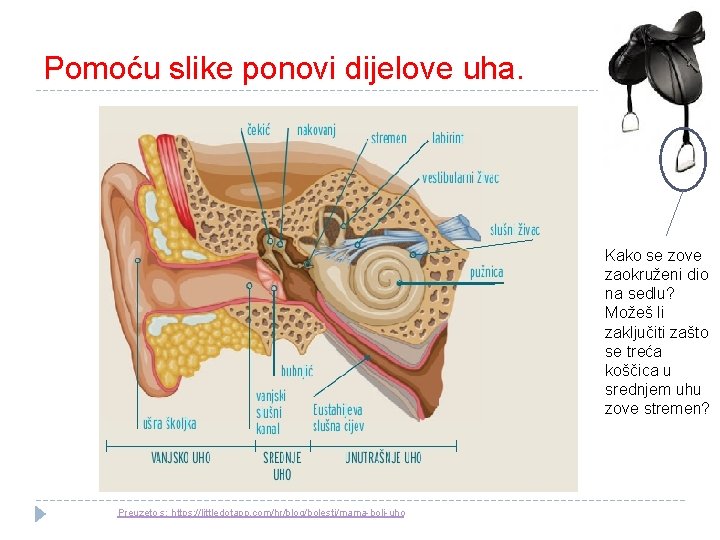 Pomoću slike ponovi dijelove uha. Kako se zove zaokruženi dio na sedlu? Možeš li