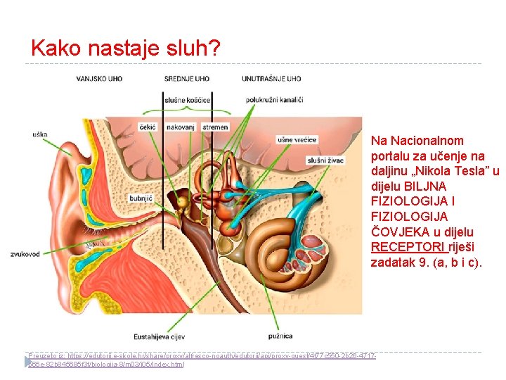 Kako nastaje sluh? Na Nacionalnom portalu za učenje na daljinu „Nikola Tesla” u dijelu