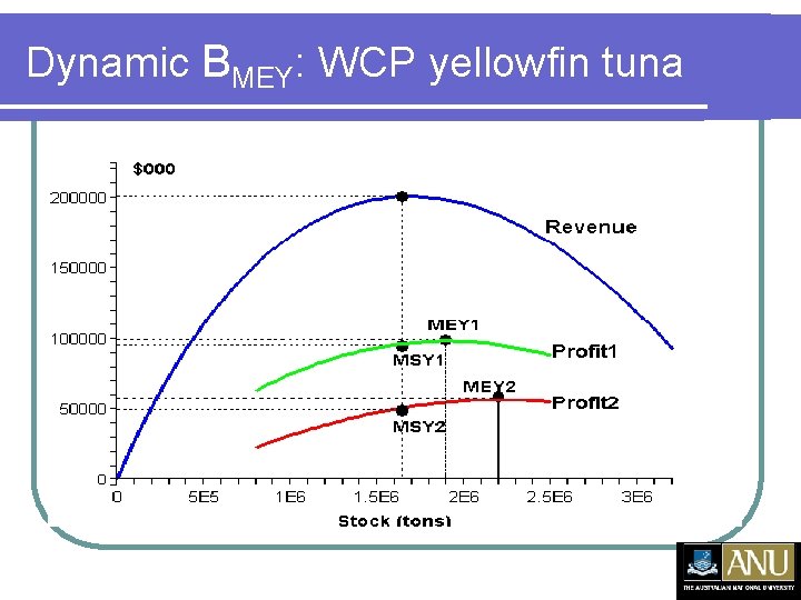 Dynamic BMEY: WCP yellowfin tuna 