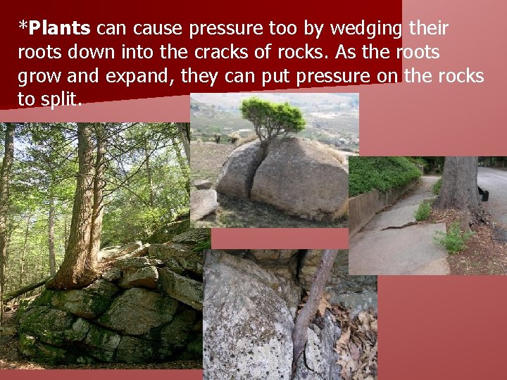 *Plants can cause pressure too by wedging their roots down into the cracks of