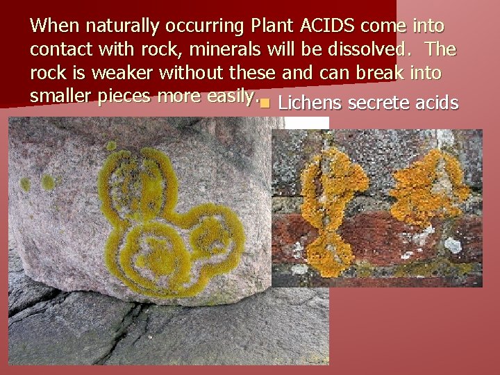 When naturally occurring Plant ACIDS come into contact with rock, minerals will be dissolved.