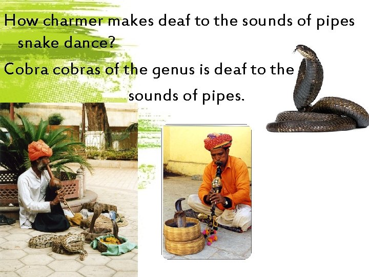 How charmer makes deaf to the sounds of pipes snake dance? Cobra cobras of