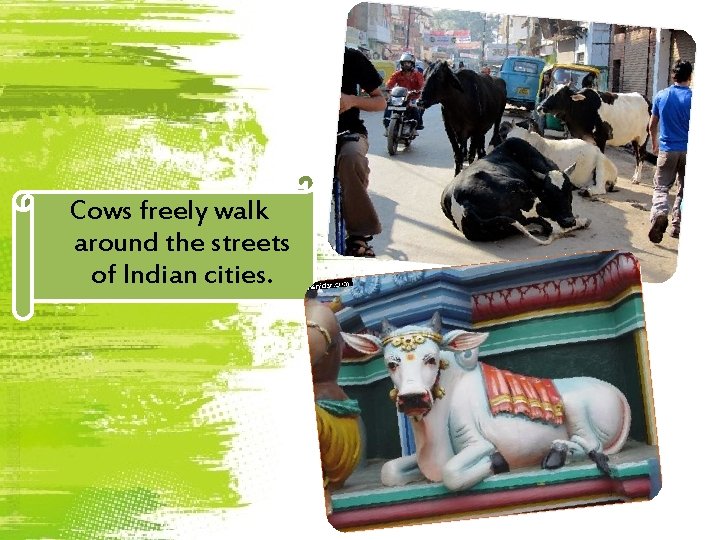 Cows freely walk around the streets of Indian cities. 