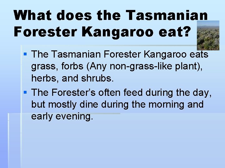 What does the Tasmanian Forester Kangaroo eat? § The Tasmanian Forester Kangaroo eats grass,