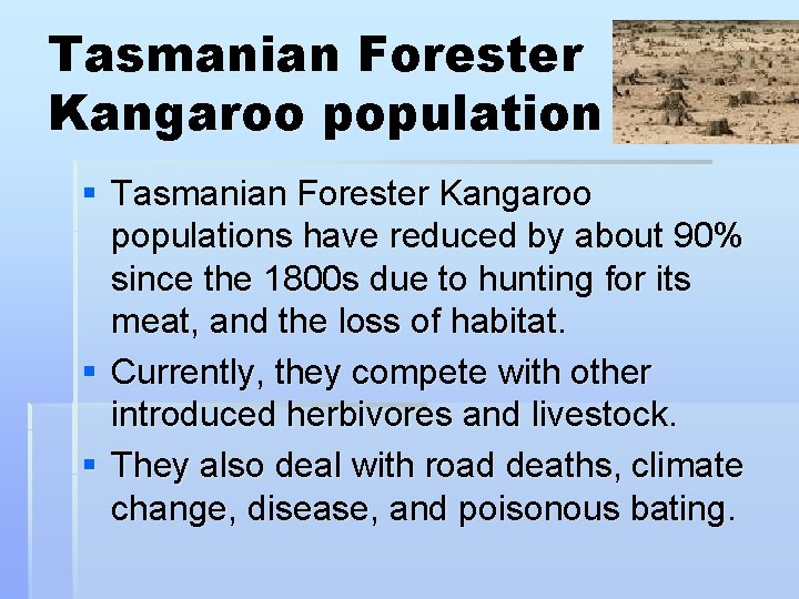 Tasmanian Forester Kangaroo population § Tasmanian Forester Kangaroo populations have reduced by about 90%