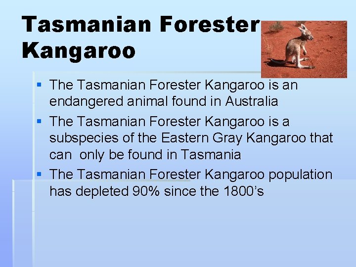 Tasmanian Forester Kangaroo § The Tasmanian Forester Kangaroo is an endangered animal found in