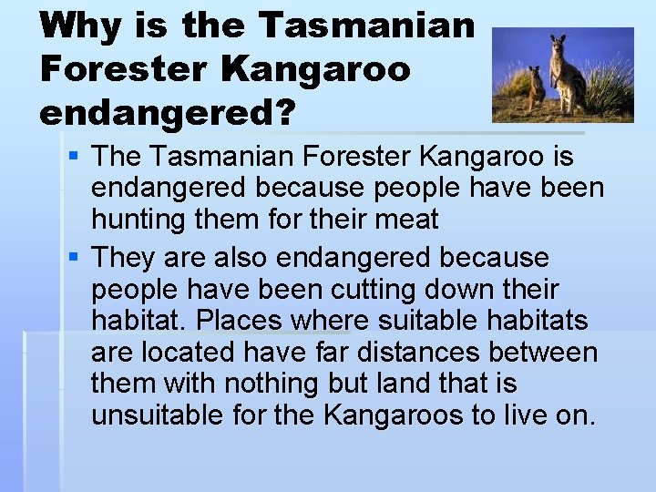 Why is the Tasmanian Forester Kangaroo endangered? § The Tasmanian Forester Kangaroo is endangered