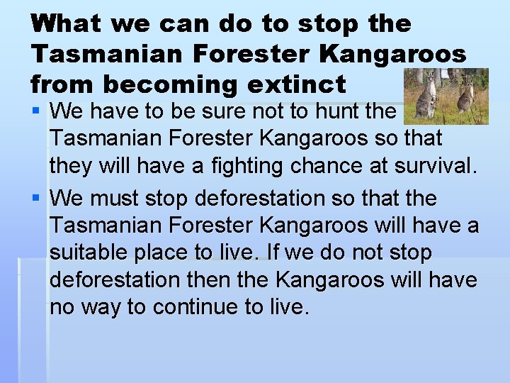 What we can do to stop the Tasmanian Forester Kangaroos from becoming extinct §