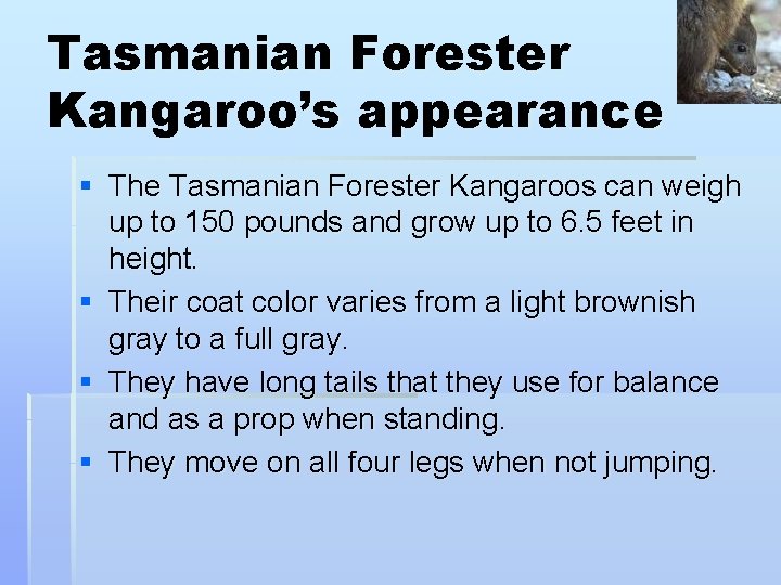 Tasmanian Forester Kangaroo’s appearance § The Tasmanian Forester Kangaroos can weigh up to 150