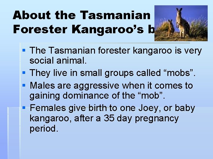 About the Tasmanian Forester Kangaroo’s behavior § The Tasmanian forester kangaroo is very social