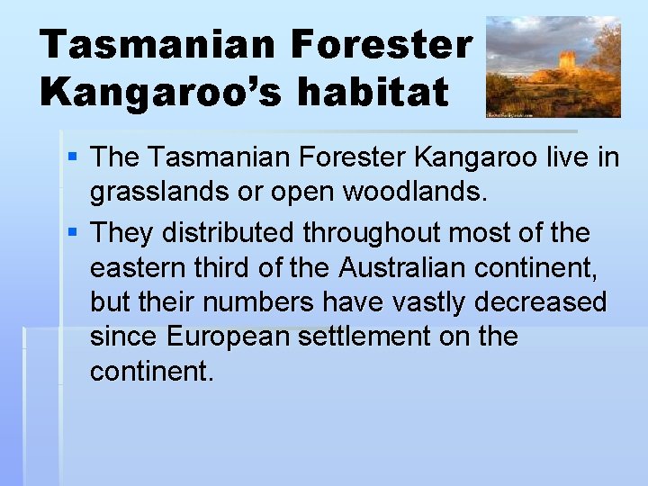 Tasmanian Forester Kangaroo’s habitat § The Tasmanian Forester Kangaroo live in grasslands or open