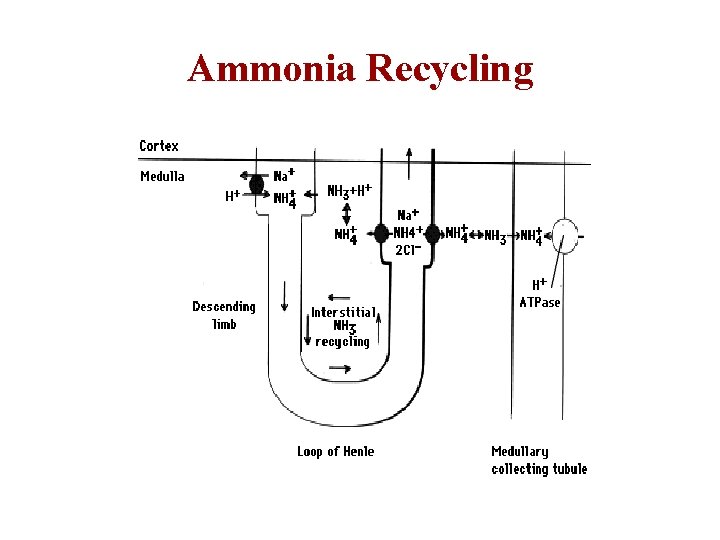 Ammonia Recycling 