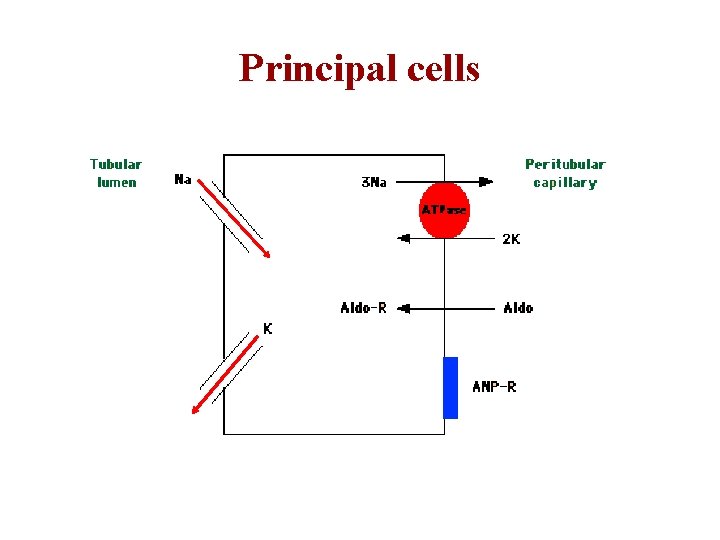 Principal cells 
