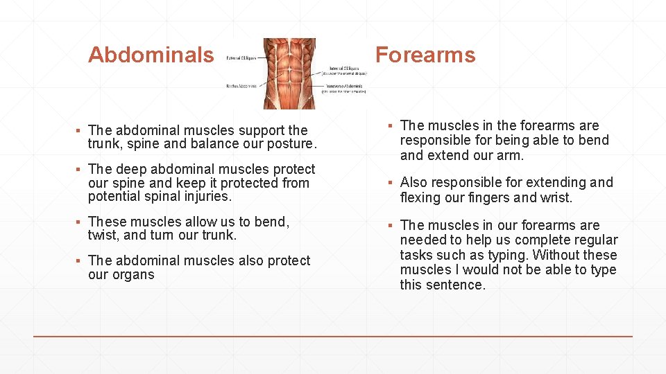 Abdominals ▪ The abdominal muscles support the trunk, spine and balance our posture. ▪