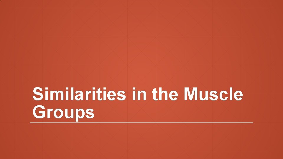 Similarities in the Muscle Groups 