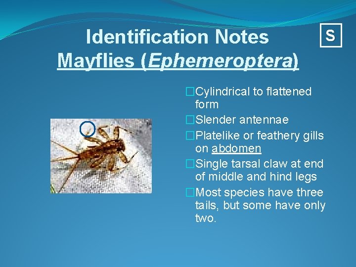 Identification Notes Mayflies (Ephemeroptera) S �Cylindrical to flattened form �Slender antennae �Platelike or feathery