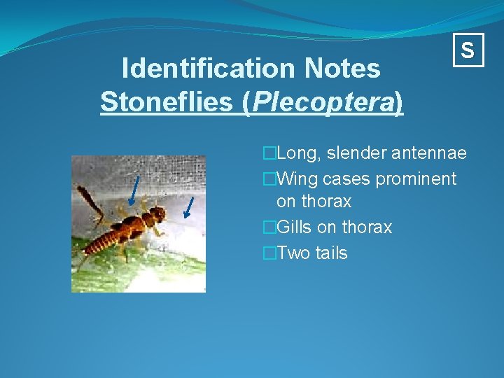 Identification Notes Stoneflies (Plecoptera) S �Long, slender antennae �Wing cases prominent on thorax �Gills