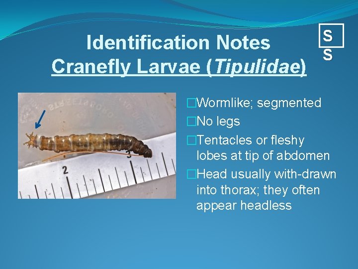 Identification Notes Cranefly Larvae (Tipulidae) S S �Wormlike; segmented �No legs �Tentacles or fleshy