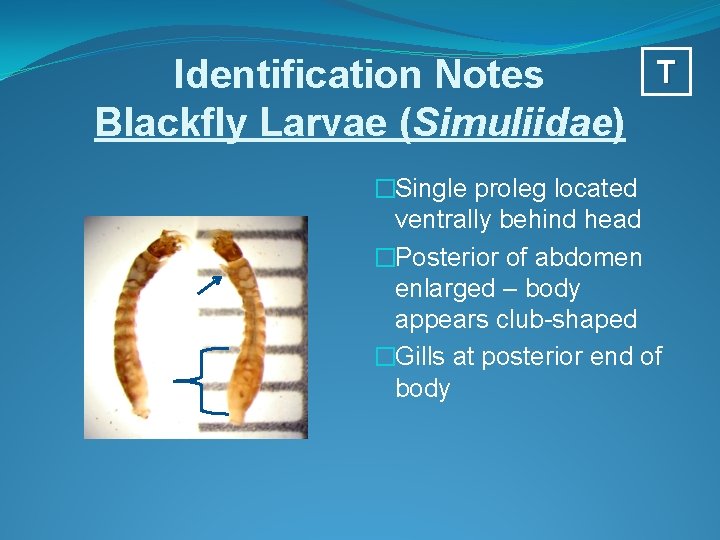 Identification Notes Blackfly Larvae (Simuliidae) T �Single proleg located ventrally behind head �Posterior of