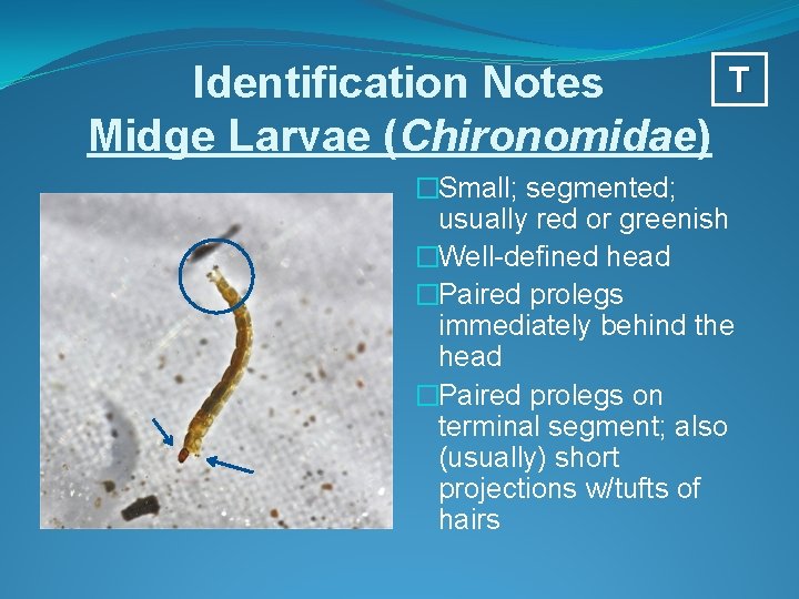 Identification Notes Midge Larvae (Chironomidae) T �Small; segmented; usually red or greenish �Well-defined head