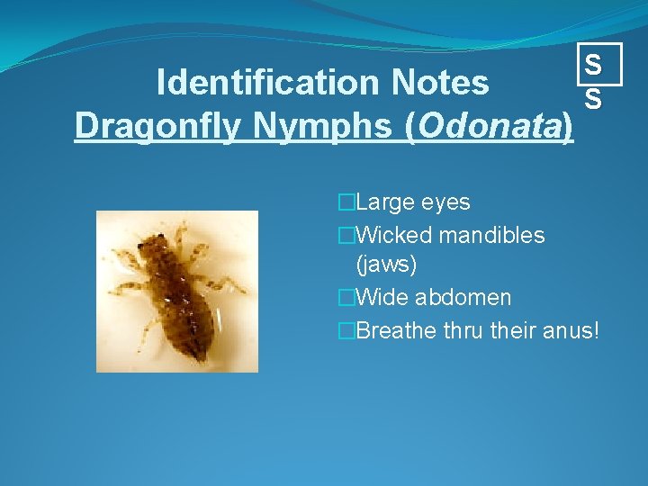 Identification Notes Dragonfly Nymphs (Odonata) S S �Large eyes �Wicked mandibles (jaws) �Wide abdomen